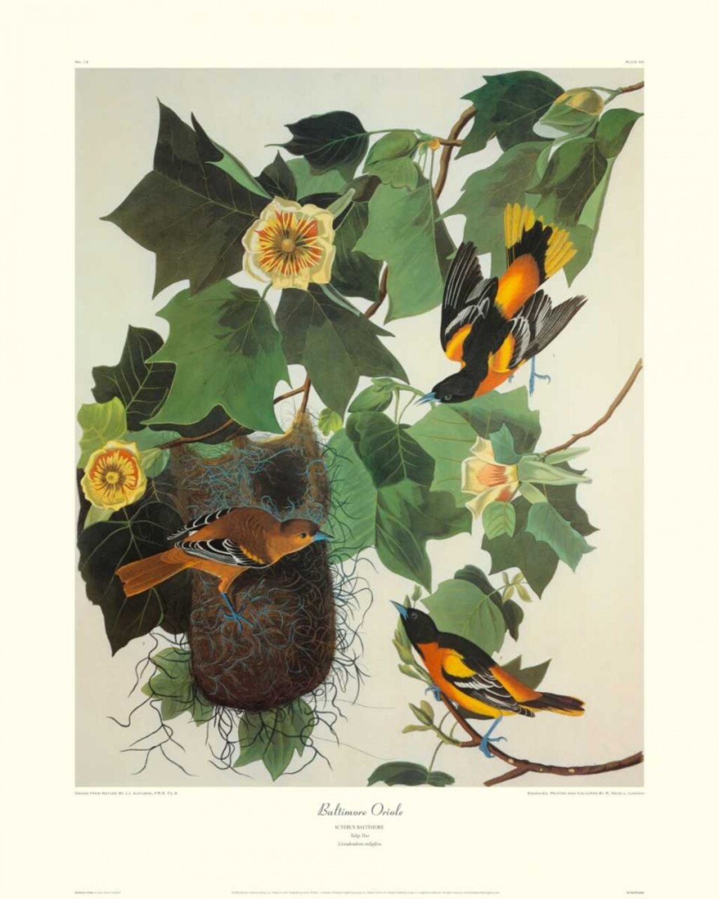 Baltimore Oriole Poster Print by John James Audubon - Item # VARPDX132791